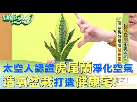 虎尾蘭放陽台|風水師揭秘:虎尾蘭陽台擺放秘訣